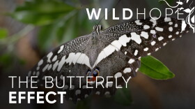 The “Butterfly Farmers” Saving Zanzibar’s Forests
