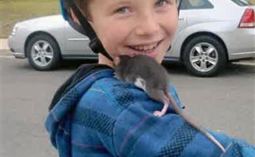 PETA Calls For Petco To Stop Selling Rodents KPBS Public Media