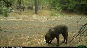 A gray wolf in Northern California’s remote Siskiyou County, May 3, 2016.