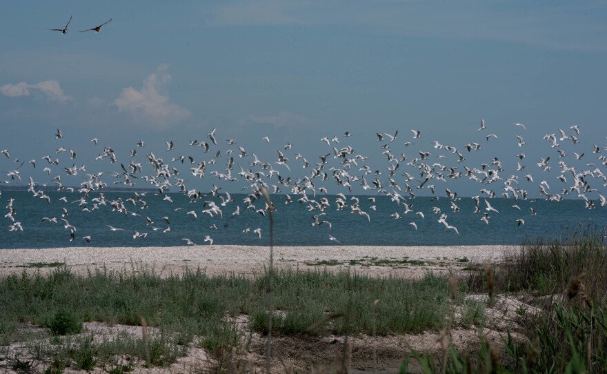 A flock of seabirds alight at the Tuzla Lagoons National Nature Park in Southwest Ukraine.
