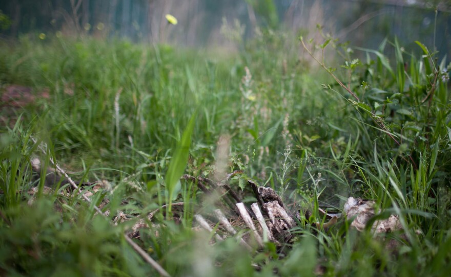 Metcalf and Tomberlin say investigators may be able to use microbes to identify unmarked graves.