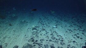 Thousands of feet deep, parts of the seafloor are covered in polymetallic nodules. The potato-sized formations are being targeted by mining companies because of the metals they contain.