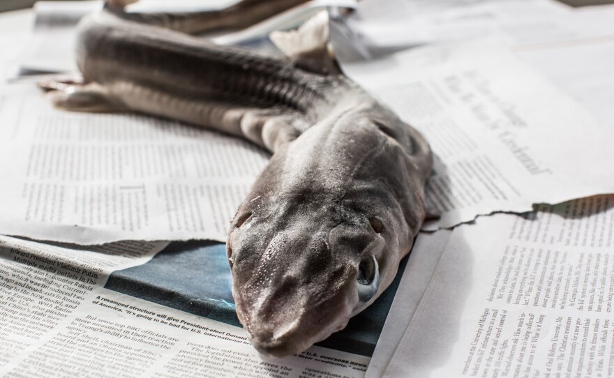 Close up, this shark may look menacing, but sautee it and drizzle some lemon caper sauce on top, and this dogfish becomes doggone delicious.