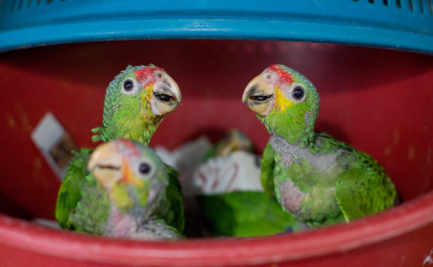 Rescued baby parrots.