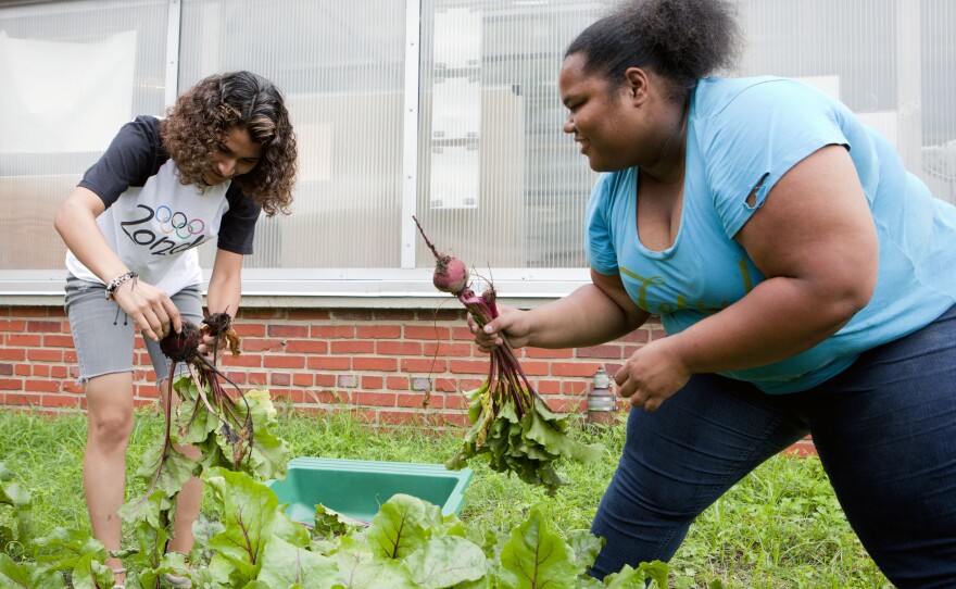 Yanci Flores (left) and Roshawn Little harvest beets from the garden at Eastern Senior High School on July 17.