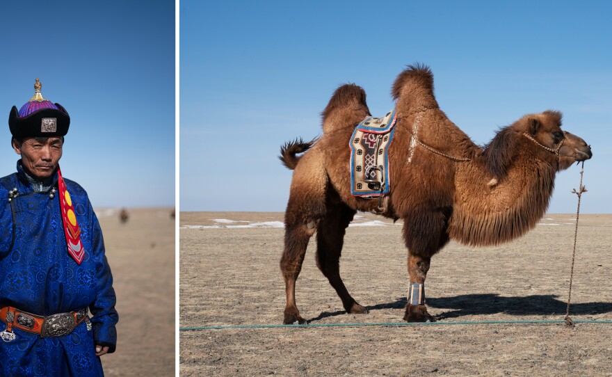 Byambasaikhan Sanjid, 45, is a local camel trainer. A camel stands tethered at the edge of the festival grounds, his ankles wrapped for polo.