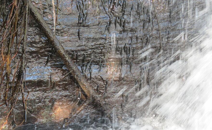 Tiny shellears make their way up a 50-foot rockface behind Luvilombo Falls.
