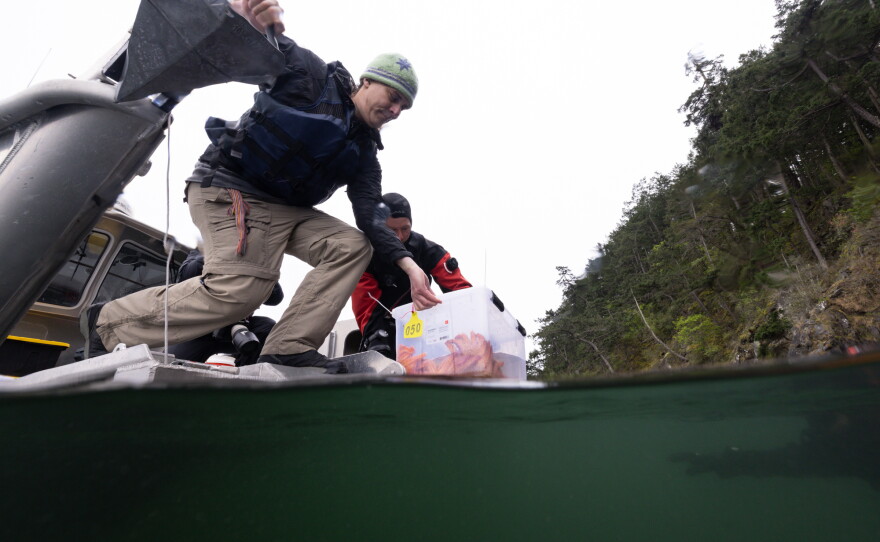 Jason Hodin, a research scientist at the University of Washington and Scott McIntosh lower a box of 3-year-old lab-reared sunflower sea stars into the sea at Decatur Island in the San Juans, Wash.