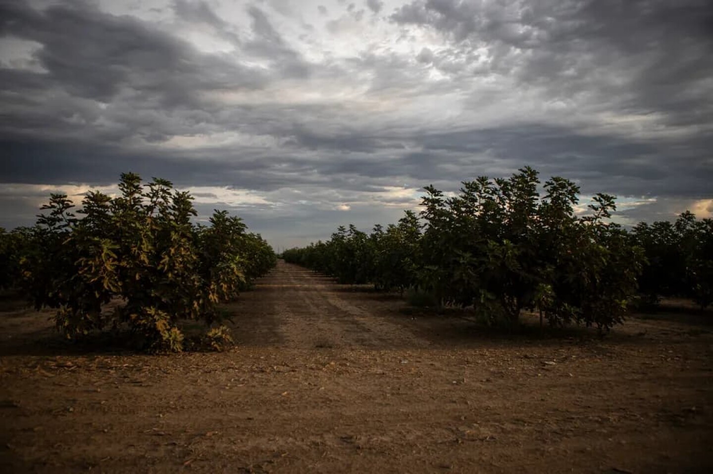 Rows of trees in an orchard outside of Firebaugh in Fresno County on Sept. 24, 2025.