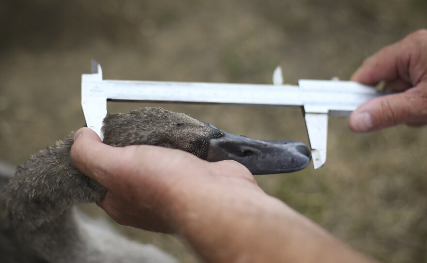 A "swan upper" measures a cygnet on the Thames riverbank on July 20 in London.