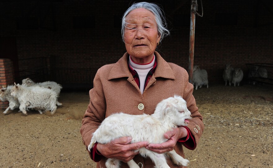 Chinese folk wisdom says that monkeys are cuter than goats, but this photo of a Chinese goat would seem to prove that the opposite is true.