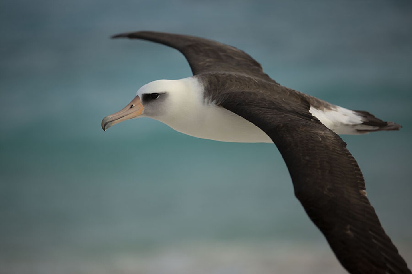 A Laysan Albatross, Phoebastria immutabilis in flight over Midway Atoll, one of the most northern islands in the Hawaiian archipelago. They have a wingspan of more than 6 feet and can remain several years at sea without returning to land. Midway lies within the Papahānaumokuākea Marine National Monument which supports 99% of the world's breeding population of Laysan albatross. One of the oldest known birds in the wild, affectionately known as Wisdom, breeds on Midway. At the age of 68 she continues to nest and rear chicks. 