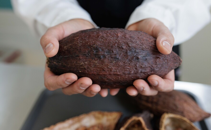 Once dried, cacao pods are brown. But when fresh, they can be vibrant shades of red, orange, yellow and green. And they come in all shapes and sizes, reflecting their "incredible amount of genetic variety," says Simonis.