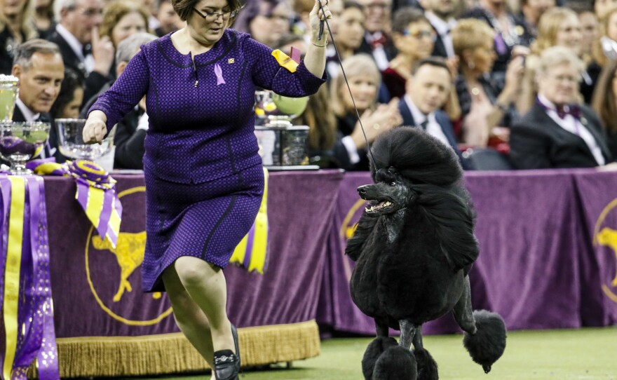 The Westminster Kennel Club Dog Show is this weekend. Here, last year's winner, standard poodle Siba, competes.