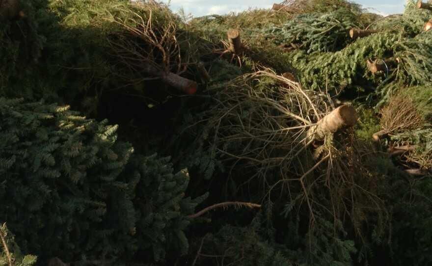 Christmas trees are piled at the Miramar Landfill for recycling, Dec. 28, 2015.