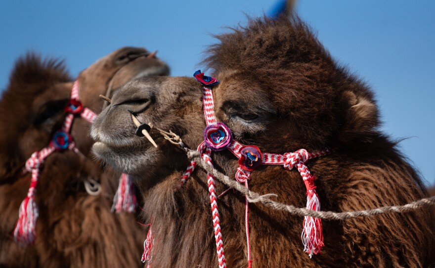 The domesticated Bactrian camel (C. bactrianus) is the largest species of camel in the world, able to withstand the harsh terrain of Central and East Asia. Adapted to keep sand at bay, the camels have two rows of eyelashes and sealable nostrils.