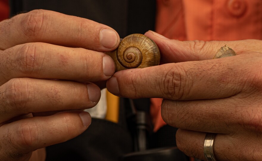 FWC Snail Kite Conservation Coordinator Tyler Beck holds a native Florida Apple Snail shell at Lake Okeechobee in Moore Haven, Fla. on February 10, 2023.