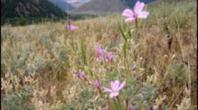 Many of the hillsides in Blaine County, Idaho, are kept in their natural state thanks to development regulations that keep houses down in the valleys. If Proposition 2 passes, County Commissioner Sarah Michael says it would be difficult to pass similar regulations in the future.