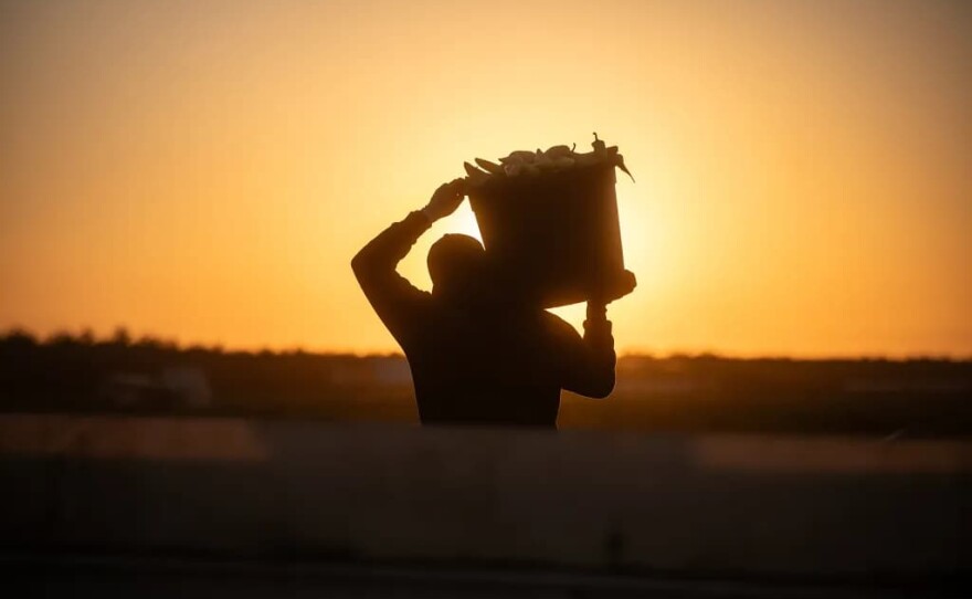 A farmworker harvests banana peppers at a farm near the town of Helm on July 1, 2025.
