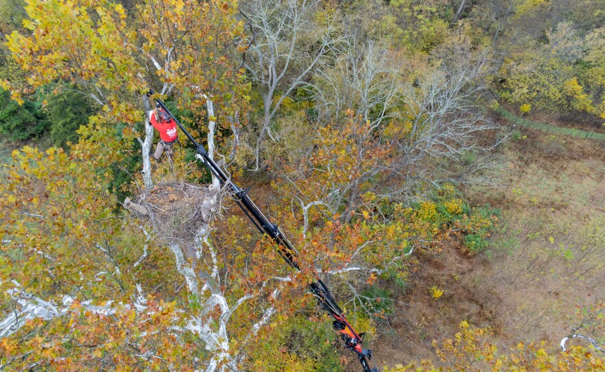 A climber, about 95 feet in the air, uses a crane to access a bald eagle nest.