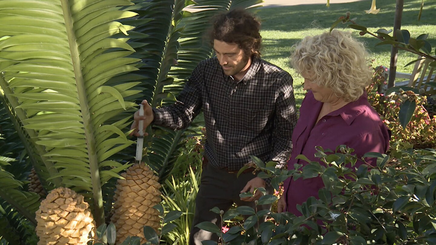 Director of Horticulture at San Diego Botanic Garden, Tony Gurnoe demonstrates cycad insemination with host Nan Sterman.