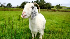 Sweet Farm animal sanctuary in Half Moon Bay, Calif., is offering Goat 2 Meeting: a virtual visit to meet the farm's animals. Pictured is Juno the goat.