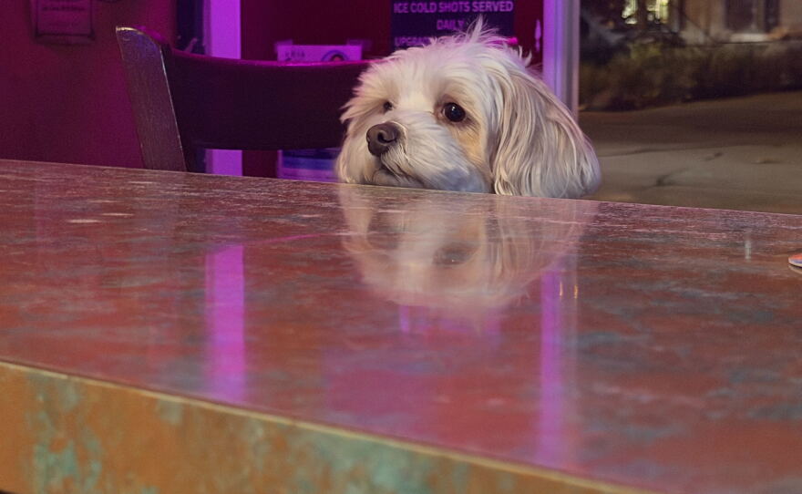 A dog sits at the bar at Cheers Bar in University Heights. According to Voice of San Diego reporter and dive bar enthusiast Jakob McWhinney, a dive bar is a place "where you can be known" and where people build community.