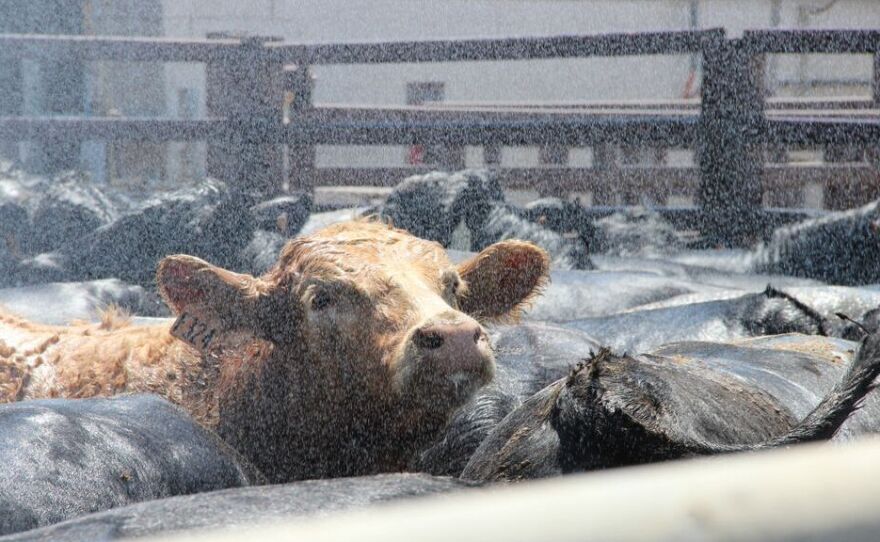 Cattle stand in a holding pen just outside the JBS slaughterhouse in Greeley, Colo. Nozzles spray a fine mist over the animals to cool them and keep dust down.