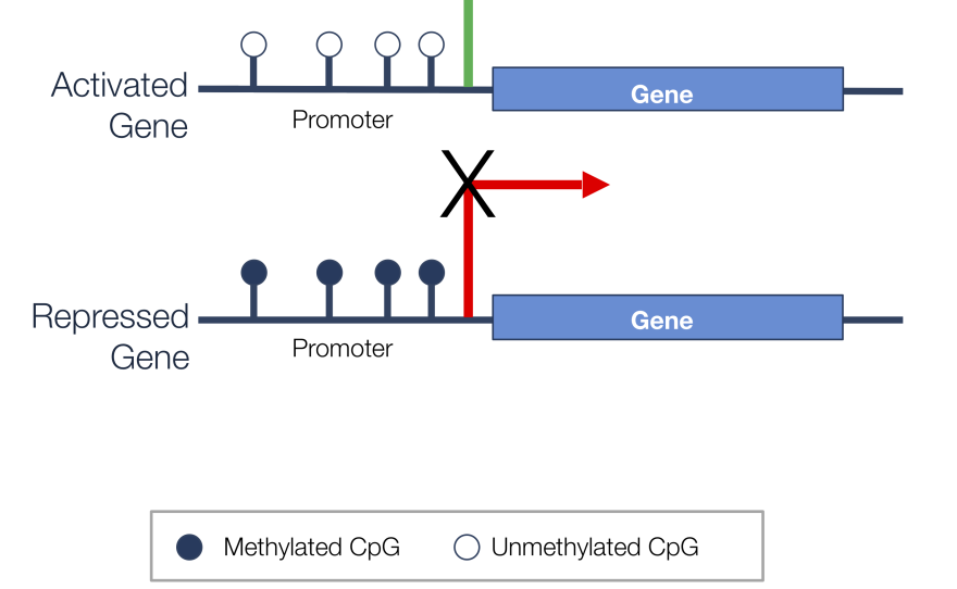 Gene marker.png