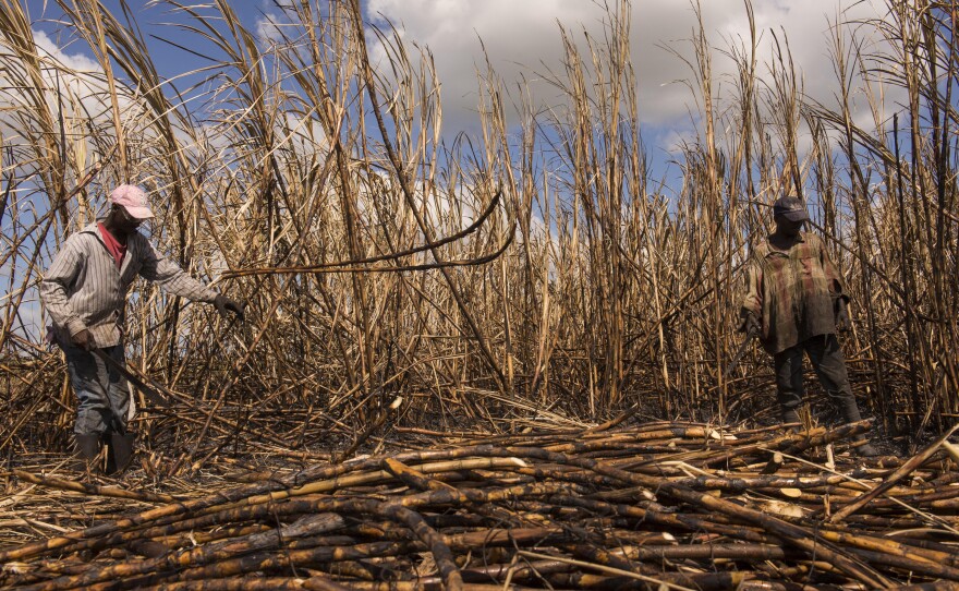 Luis Jacque and Nene Benua of Batey Bembe work side by side in the cane fields near Conseulo. Both arrived in the Dominican Republic from Haiti as teenagers, and have cut cane for the past three decades.