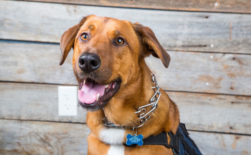 Founded by Shari Duval and her son Brett Simon, K9s For Warriors matches trained service dogs with American veterans suffering from PTSD.