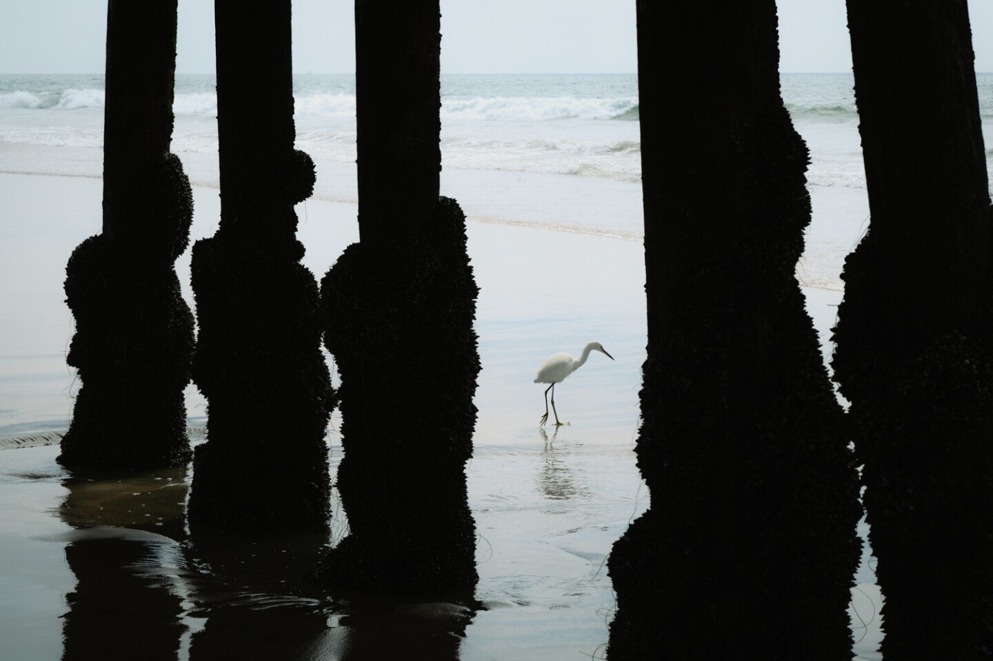 A seabird hunts in the surf below the IB Pier in Imperial Beach, Calif. on September 3, 2024.