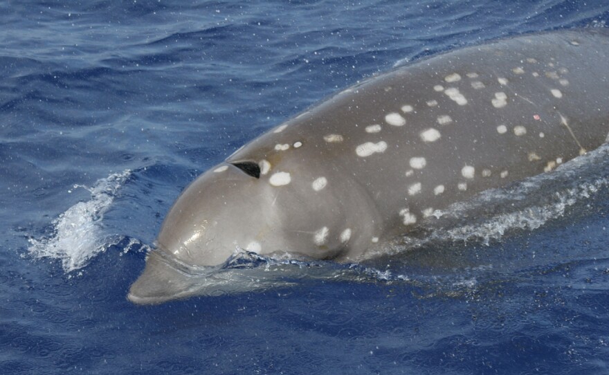 The beaked whale is one of the most vulnerable of all whale species to underwater noise pollution.