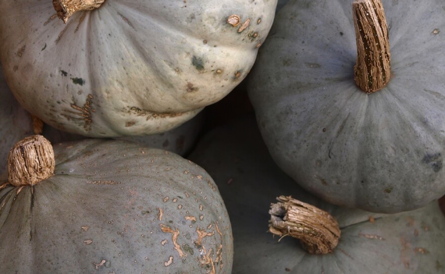 The behemoth Blue Hubbard squash can easily keep until March or April, says Michael Mazourek, a plant geneticist and breeder at Cornell University.