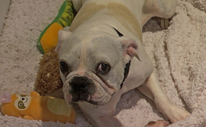 A French Bulldog waiting to be adopted is shown in its enclosure at the San Diego Humane Society on July 31, 2025.