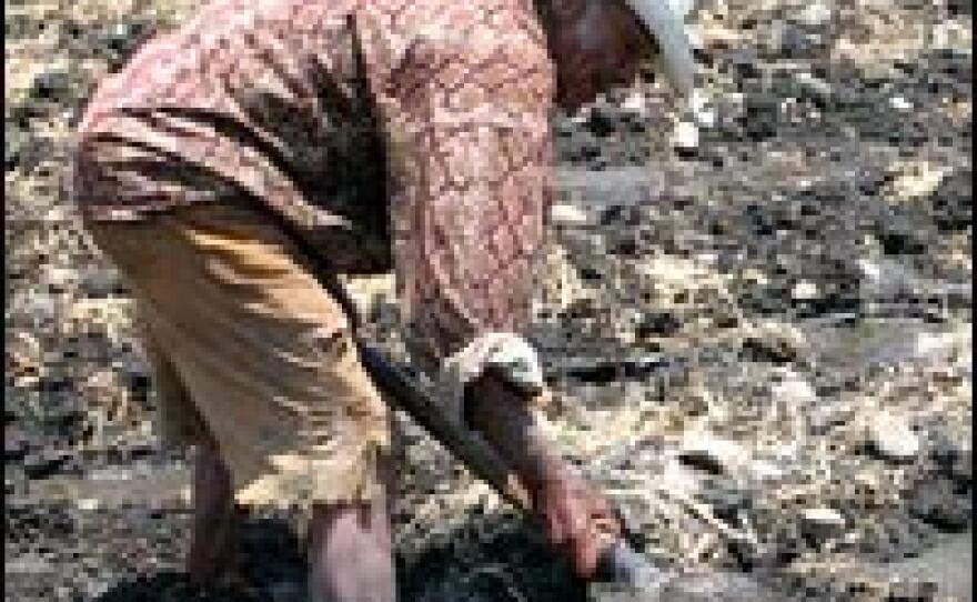 Benancio Nieto, 77, works long hours in his field. This season, the subsistence farmer is planting rice with the help of his son. But he says times are hard because of NAFTA (the North American Free Trade Agreement).