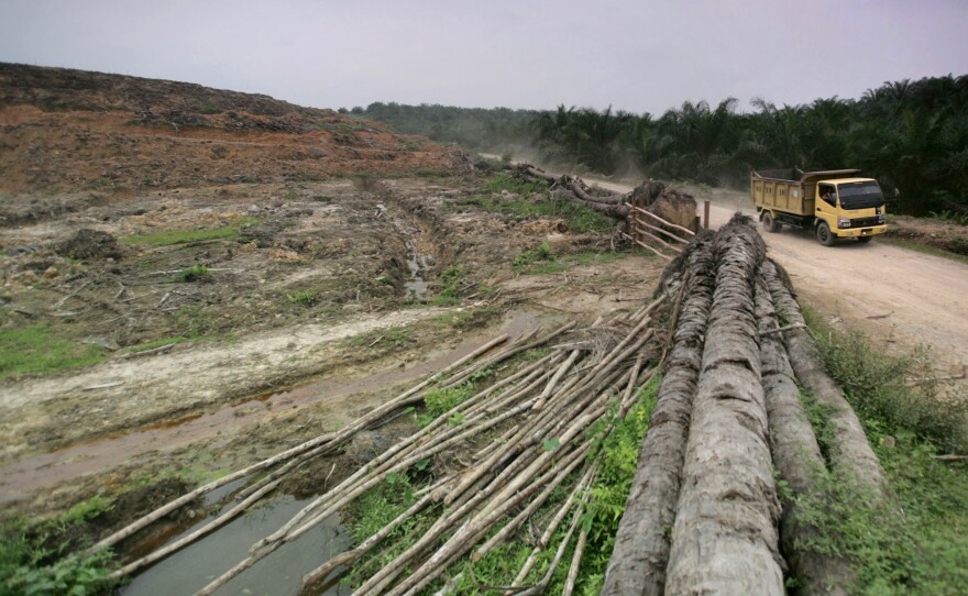 A truck passes the barren land of a former palm oil plantation that is to be replaced by forest in Aceh Tamiang, an area inside Sumatra's Leuser Ecosystem. The 6.5 million-acre area is an important part of the orangutans' habitat. But it is threatened by palm oil plantations, mining and logging.