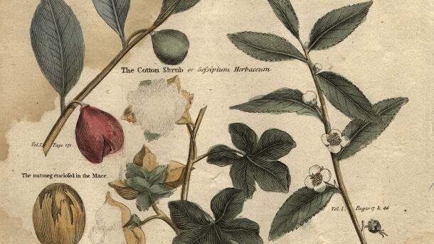 Circa 1790: plants used in commerce, including nutmeg, tea and cotton plants.