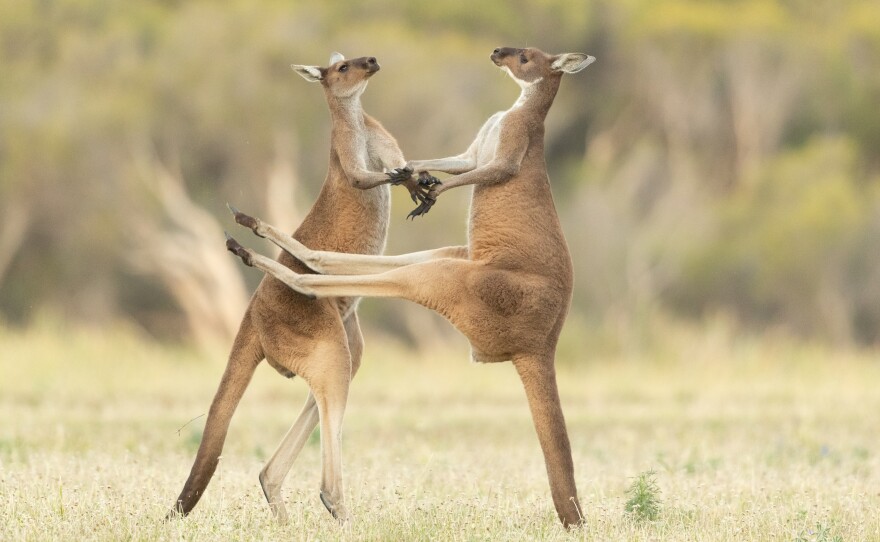 <em>Missed</em> in Western Australia.