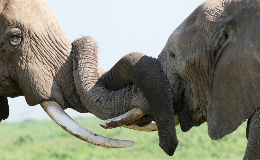 Two male elephants intertwine their tusks while playing and bonding.