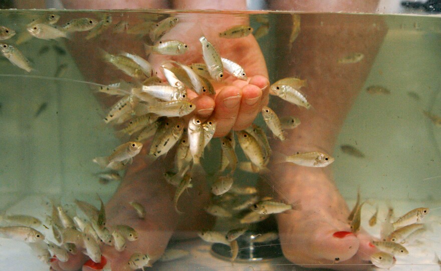 Fish pedicures, shown here at a salon in Alexandria, Va., in 2008, are facing controversy. At least two dozen states say the practice is illegal because it's unsanitary.