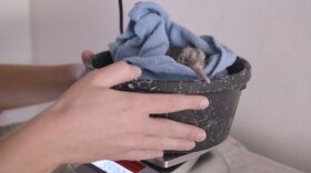 Young kiwi bird held in a basket.