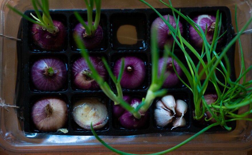 Liang likes to plant vegetables at home. She transformed a chocolate tray into an onion growing base.