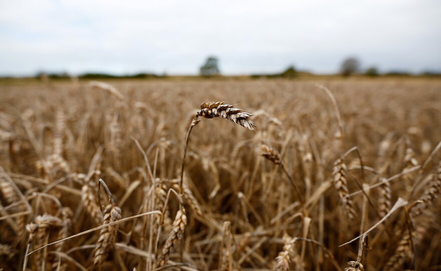 A field of unharvested wheat is seen in Ashby-de-la-Zouch, England, in 2012. Wheat wasn't cultivated in Britain until some 6,000 years ago, but DNA evidence suggests early Britons were eating the grain at least 8,000 years ago.