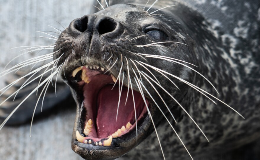 Filou worked with scientists for two years to help them test a theory about how harbor seals use their whiskers to hunt.
