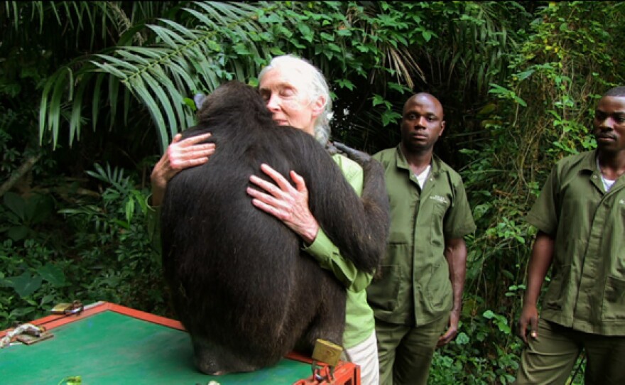 Dr. Jane Goodall receives spontaneous embrace from Wounda (a chimpanzee) before release.