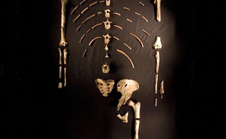 The 3.2 million-year-old fossilized remains of "Lucy," on display in Houston in 2007. Lucy has skeletal characteristics like long legs and an in-line big toe that indicate she was good at walking. Her hands and arms, however, were built for climbing, indicating she split her time between the trees and the ground.