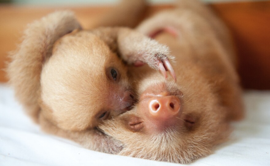 Two Baby two-toed sloths hugging.