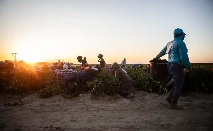 Farmworkers harvest banana peppers at a farm near the town of Helm on July 1, 2025.