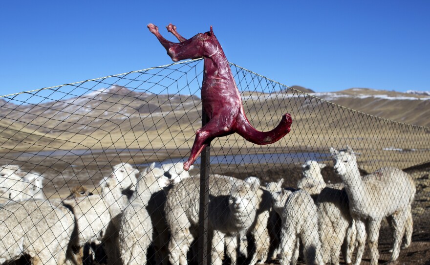 A skinned alpaca, which died due to subfreezing temperatures, hangs on a fence above live alpacas in Peru. Alpaca owners are butchering their dead animals to cook for their families. The Peruvian government has declared a state of emergency in the farming regions where alpacas are raised.